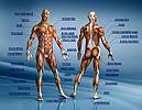 Human Anatomy Muscular System