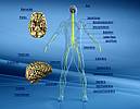 Human Anatomy Nervous System