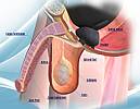 Human Anatomy Male Reproductive System